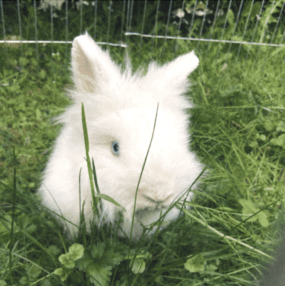 my rabbit
